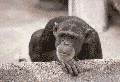 monkey.gif (34779 octets)